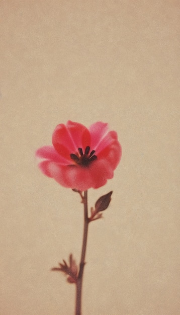 Aesthetic wallpaper with flowers