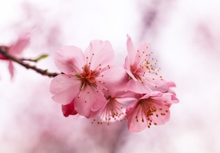 Cherry blossom photos
