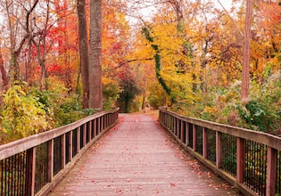 fall photos