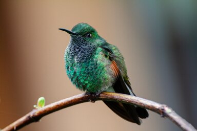 Bird videos