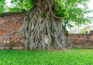 bodhi tree photos