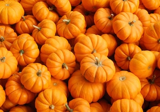 pumpkin photos