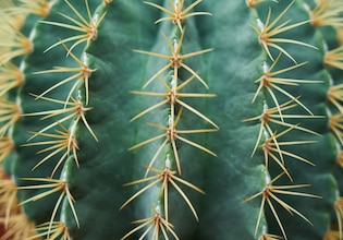 Cactus photos