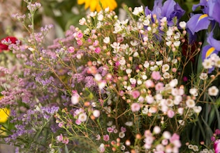 Flower garden photos