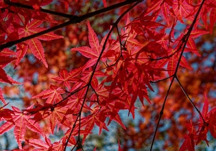 maple tree photos
