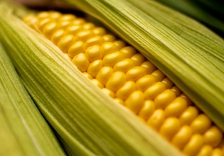 Corn photos