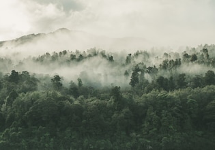 Forest photos
