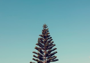 Pine tree photos