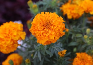 Marigold photos