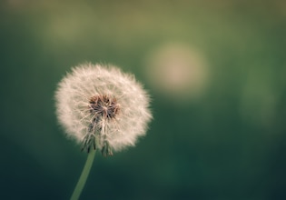 Dandelion photos