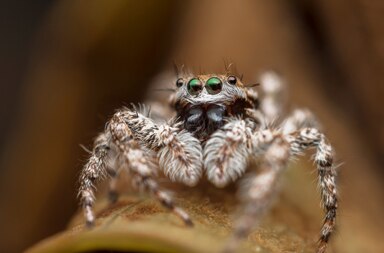 Spider videos
