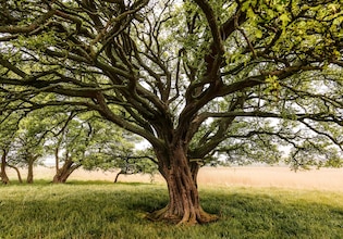 Oak tree photos