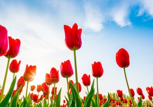 Spring photos