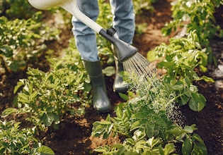 Harvest photos